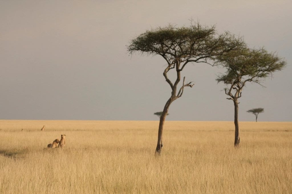 Lions resting in long golden grass near two flat-topped acacias under a dark grey sky in the Maasai Mara