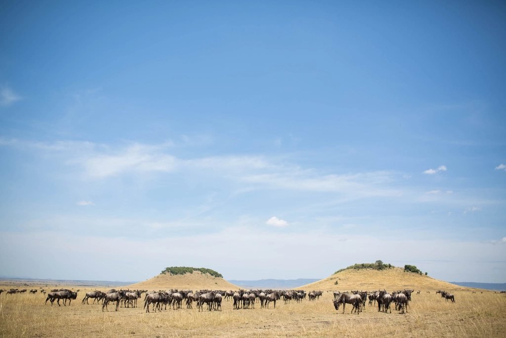 Grazing herds on open plains, illustrating a Maasai Mara balloon morning story