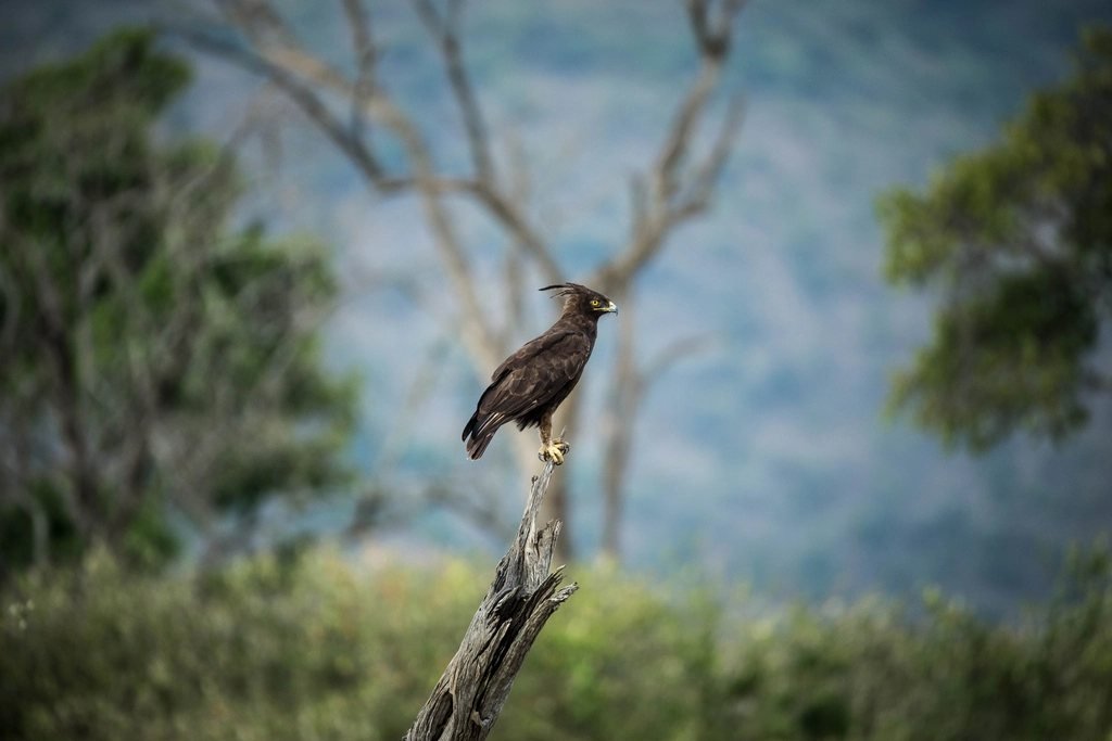 Long-crested eagle perched in a tree, illustrating Maasai Mara birdwatching