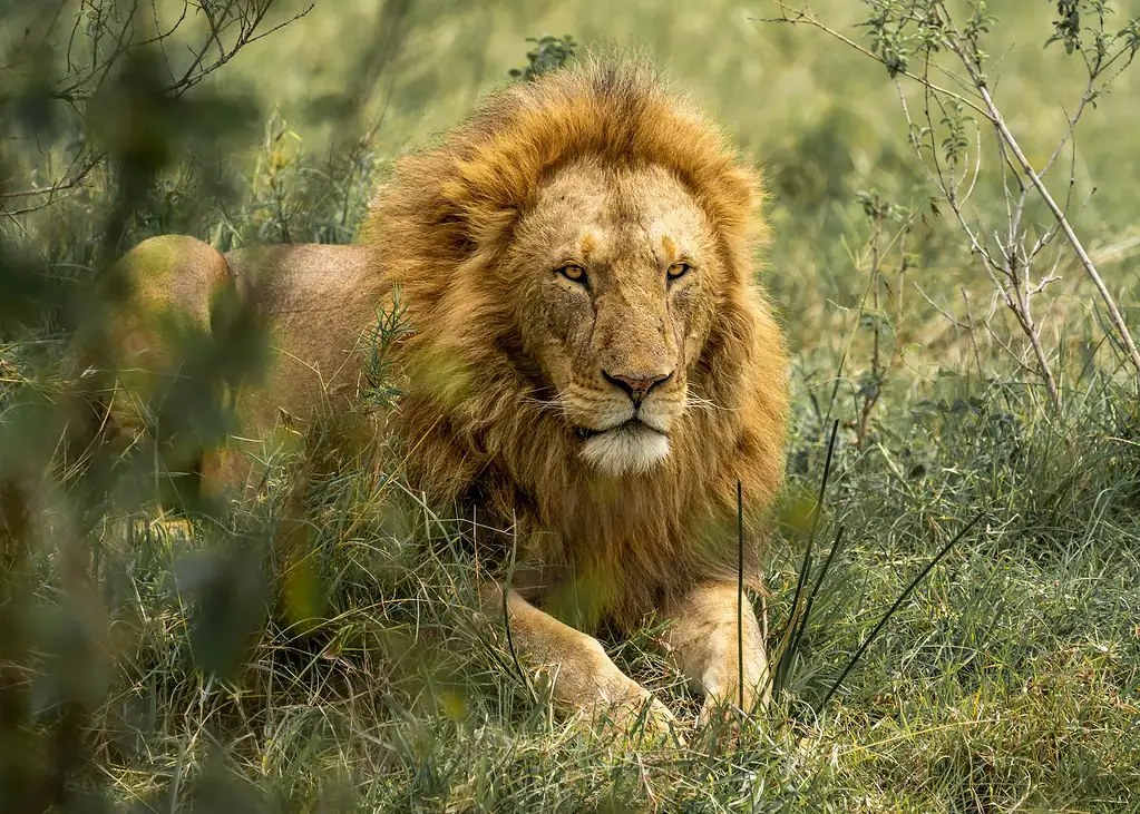 Maasai Mara lion: 5 essential tips for better viewing 2 Maasai Mara tipping guide: a male lion with a full mane lying in long grass, facing the camera