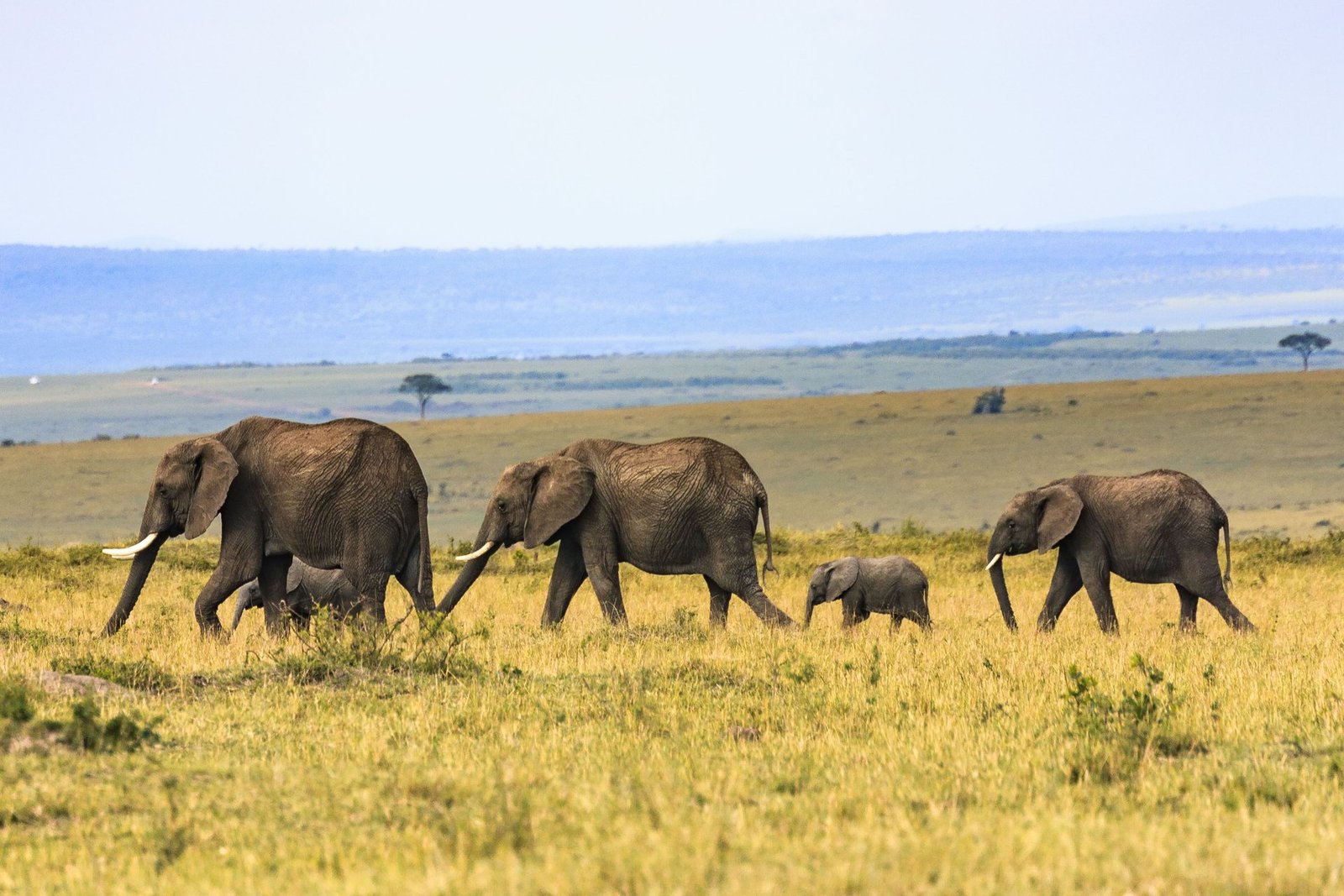 Elephant family on open ground, illustrating a Maasai Mara picnic game drive