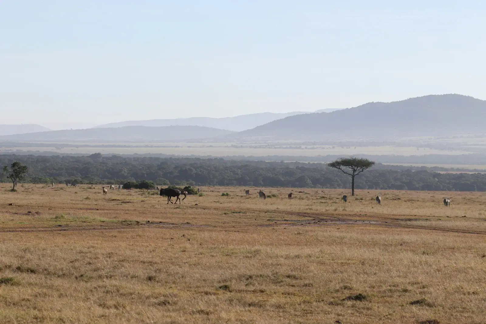 Discover the Maasai Mara 1 Maasai Mara plains with grazing wildebeest and zebras, acacia trees and distant hills