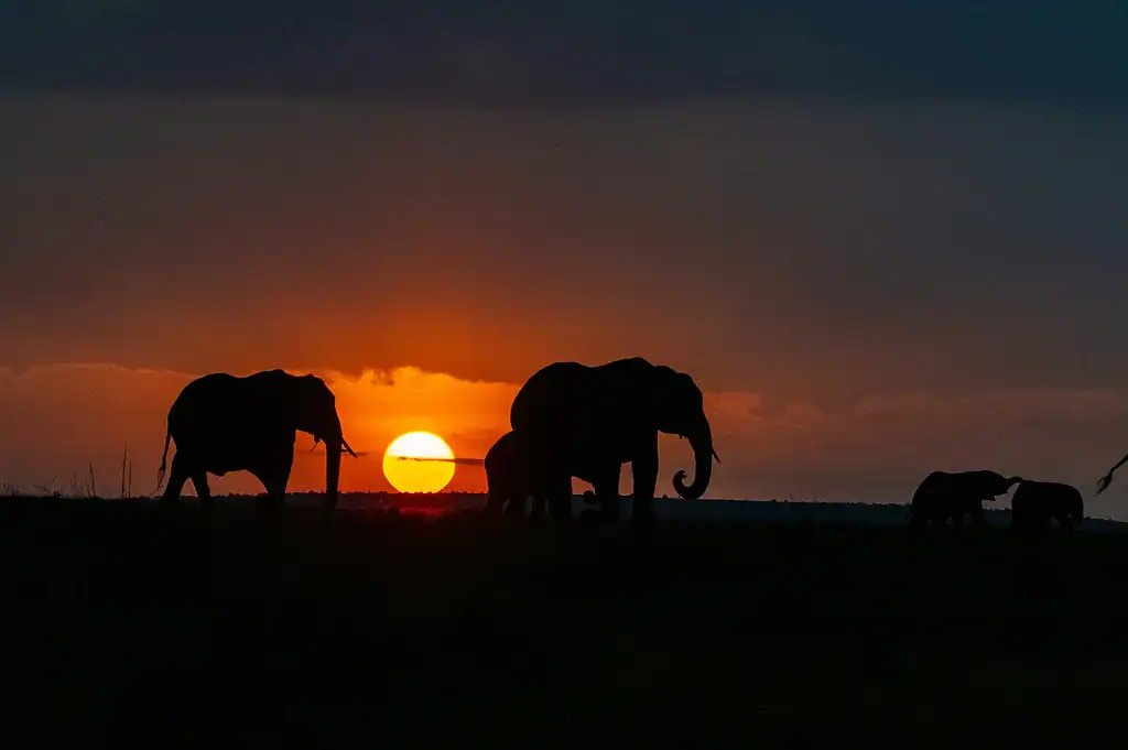 Maasai Mara elephant: 5 essential tips for better viewing 4 Maasai Mara safari cost guide: elephants and a calf silhouetted against the setting sun