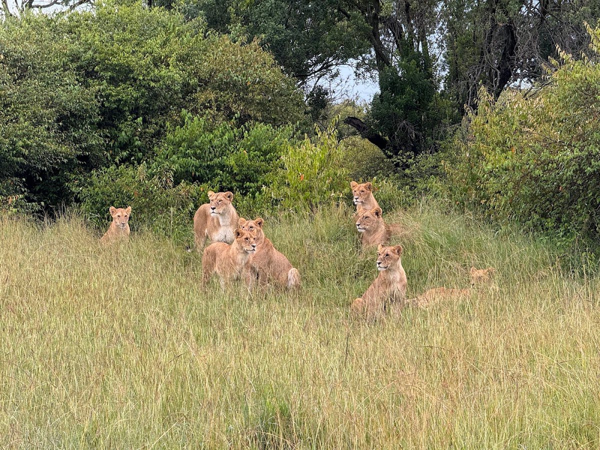 Resting lionesses, an illustrative wildlife photograph for a Maasai Mara safari evening story