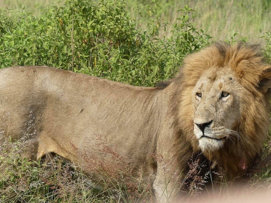 Your first Maasai Mara game drive 2 A male lion with a full mane resting in green grass in the Maasai Mara