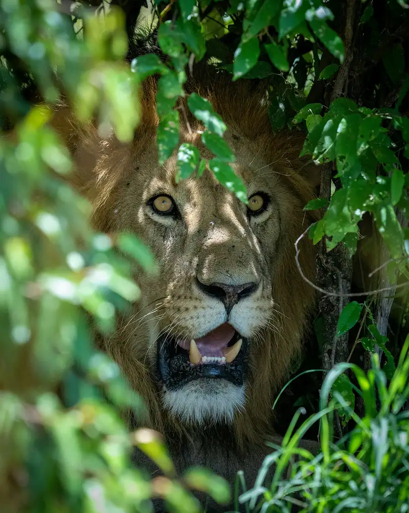 A male lion looking out through green leaves in the Maasai Mara