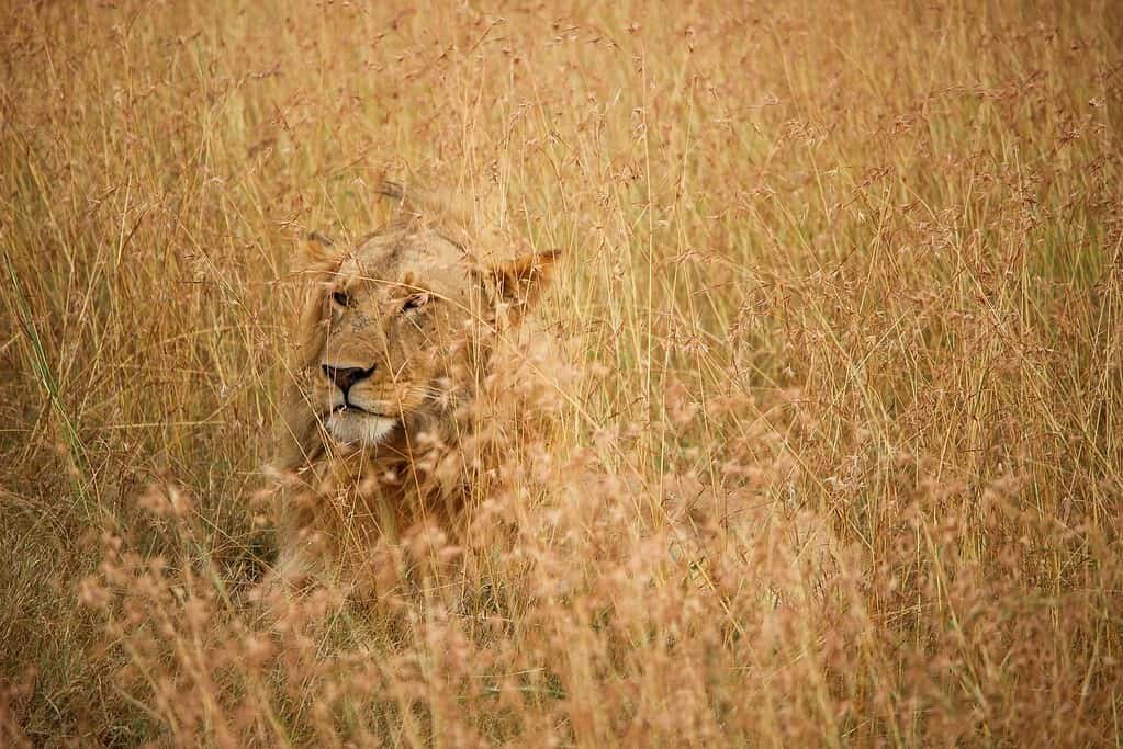 A male lion half hidden in tall golden-red grass