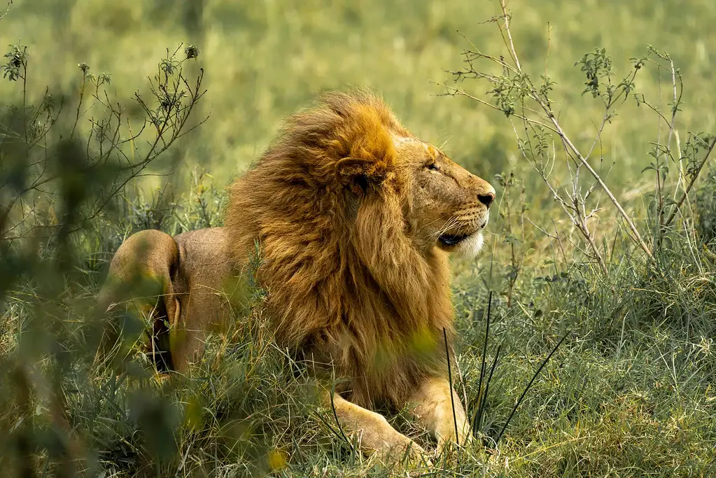 Best time to visit the Maasai Mara: a month-by-month guide 2 Male lion with a full mane lying in long grass, looking to the right
