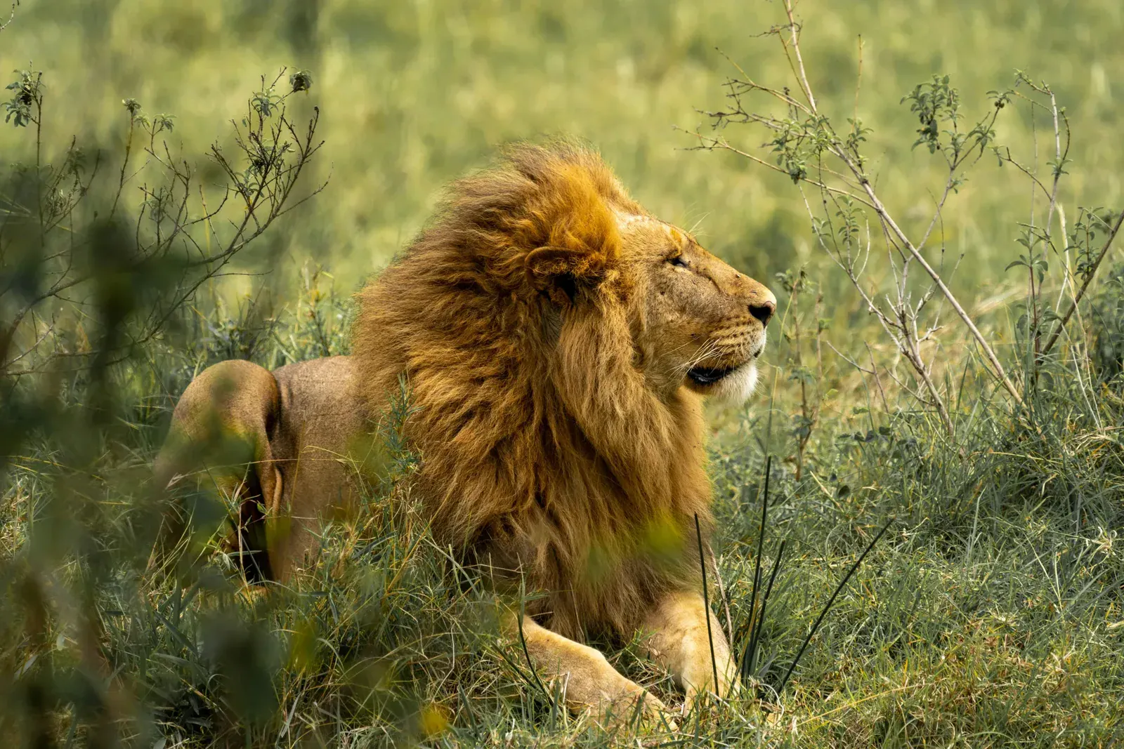 Classic Mara Explorer 13 A male lion resting in long grass and looking to the right