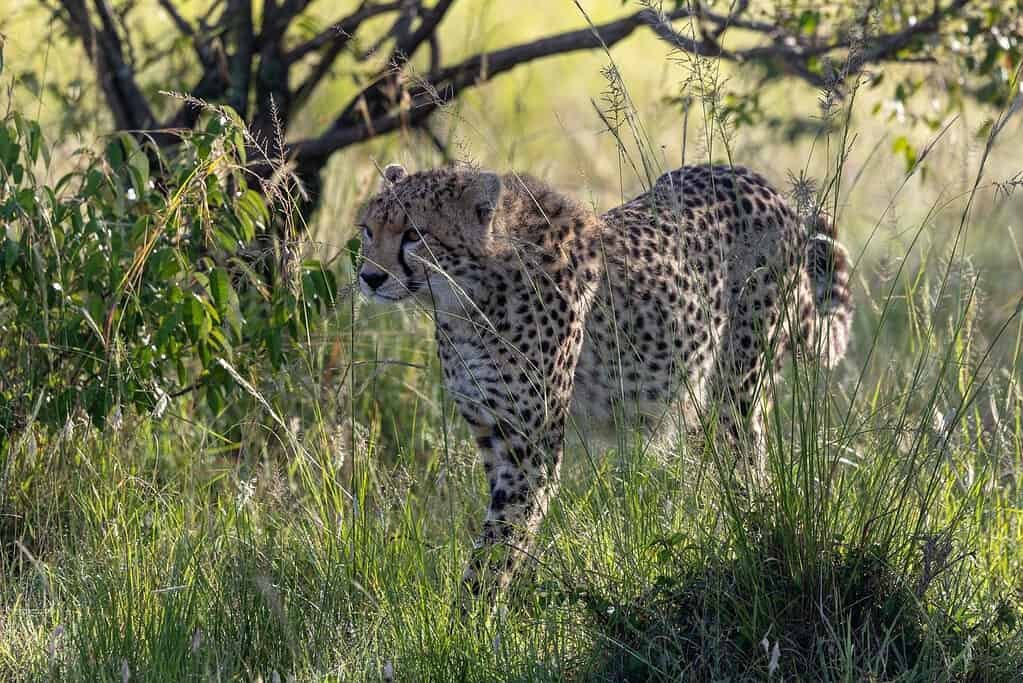 A cheetah walking through long green grass at the edge of bushes in the Maasai Mara