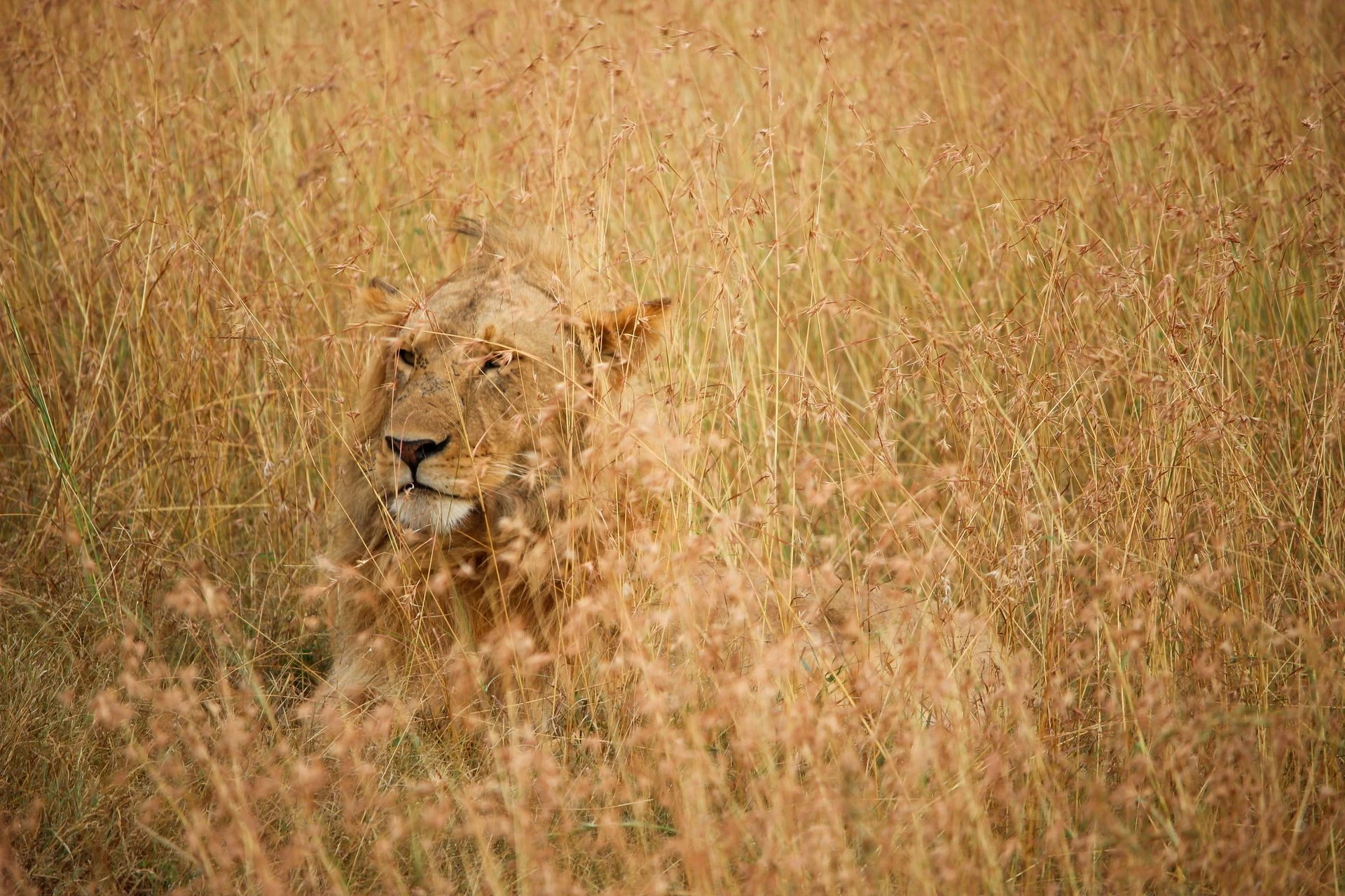 Mara conservation guide: a male lion resting half-hidden in tall golden grass