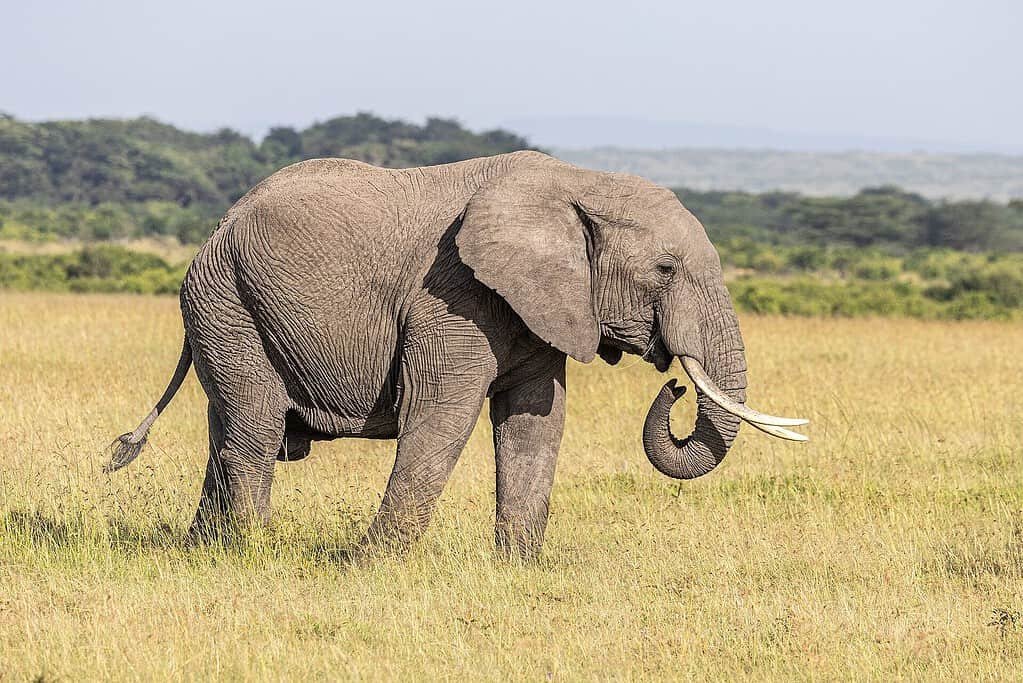 An African bush elephant with long tusks grazing in tall golden grass in the Maasai Mara