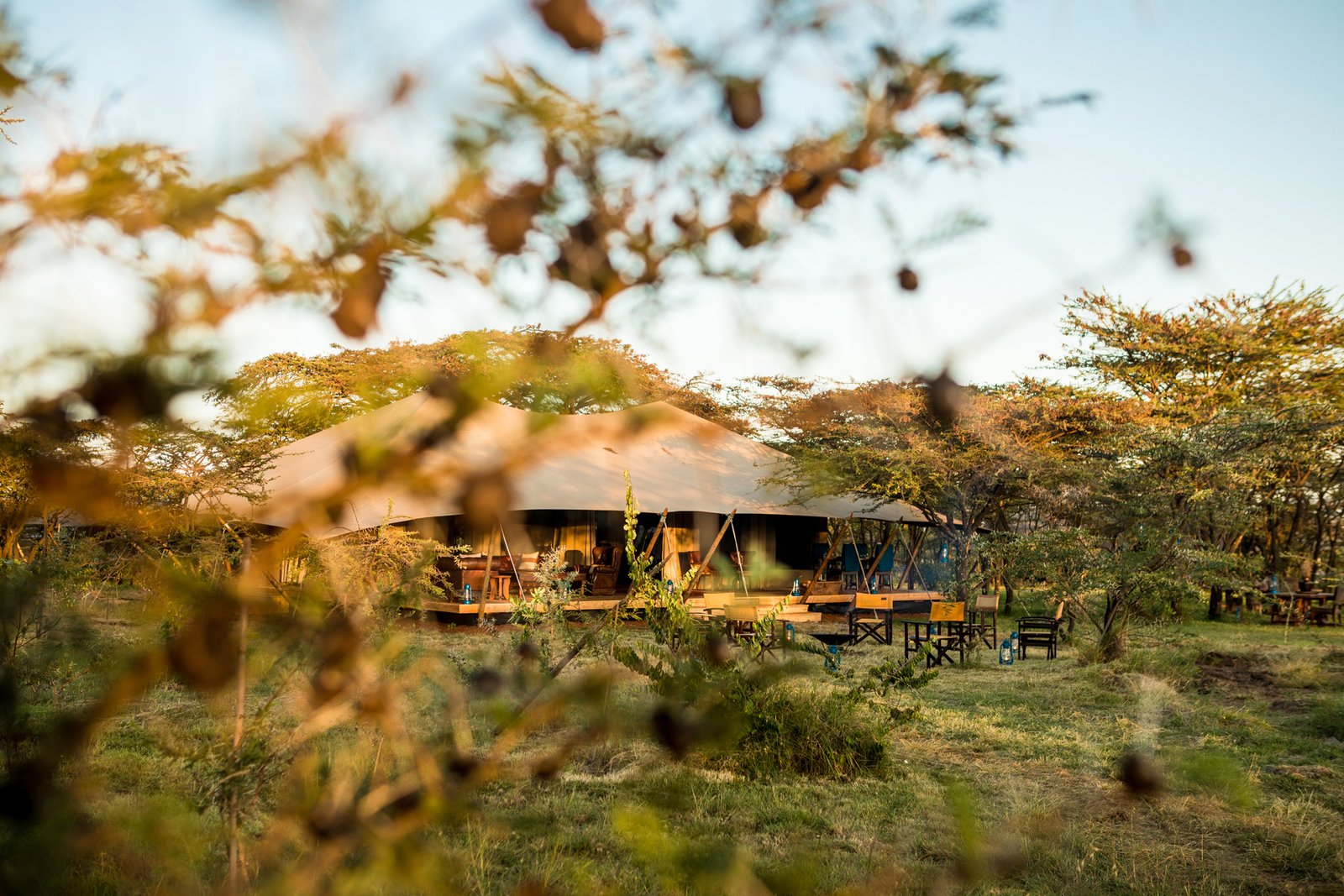 Mara Expedition Camp main canvas area beneath acacia trees