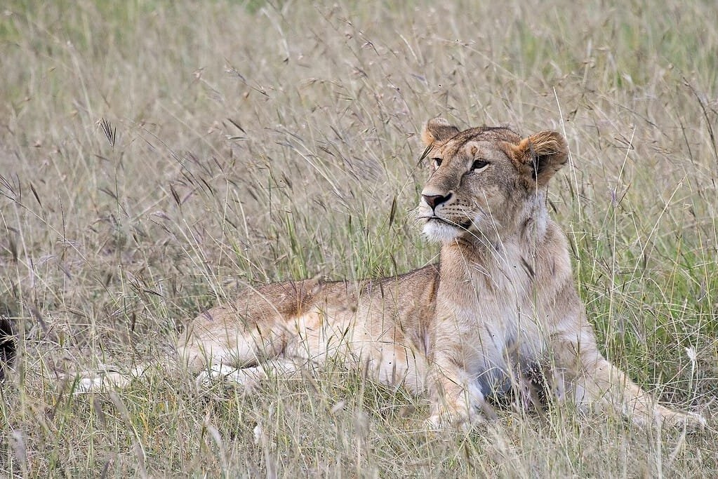 Plan your Maasai Mara safari: the step-by-step guide 2 A young lioness resting in tall golden grass in the Maasai Mara