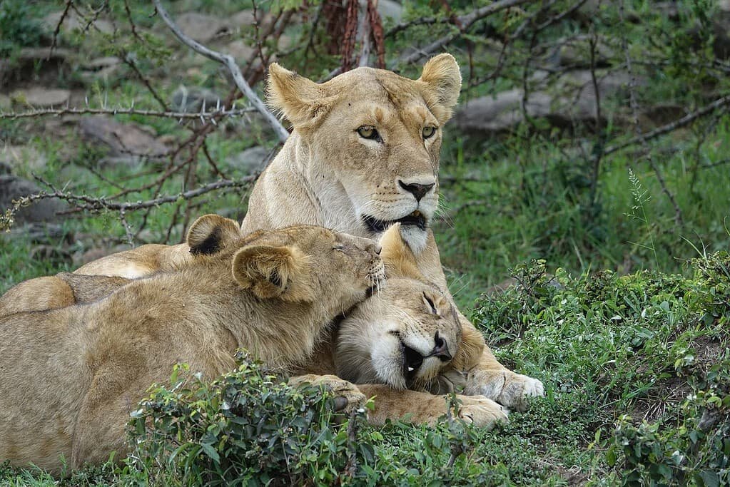 A lioness lying in green grass with two young lions resting against her in the Maasai Mara
