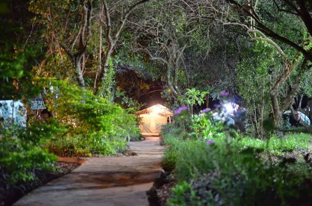 Budget camps in the Maasai Mara: an illuminated canvas tent beside a shaded woodland path