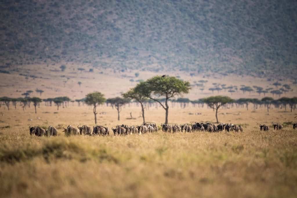 A line of wildebeest walking across golden grassland, with acacia trees and hills behind