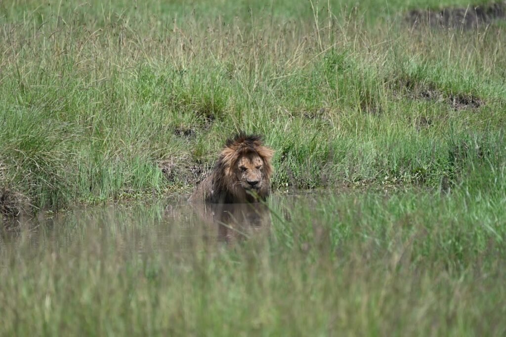 Male lion resting in long grass in the wider Maasai Mara wildlife setting