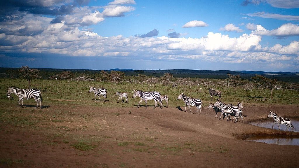 Plan your Maasai Mara safari: the step-by-step guide 5 A line of zebras walking to a waterhole on the Maasai Mara plains under a blue sky