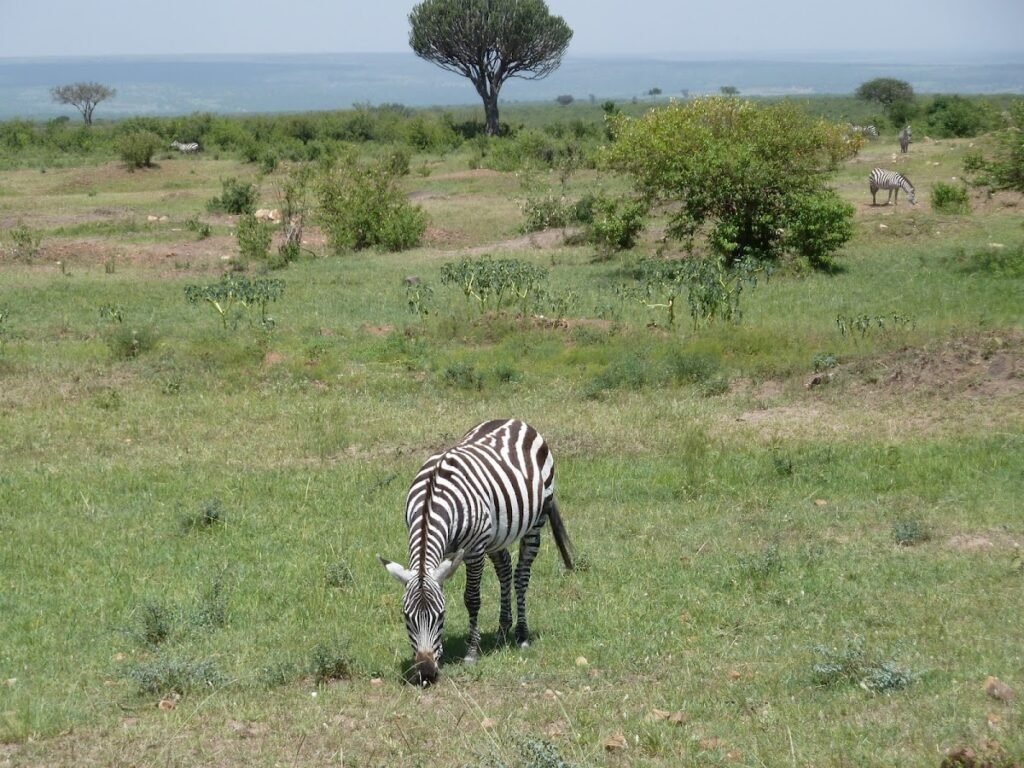 Zebras in the wider Mara landscape — wildlife context, not a camp sighting
