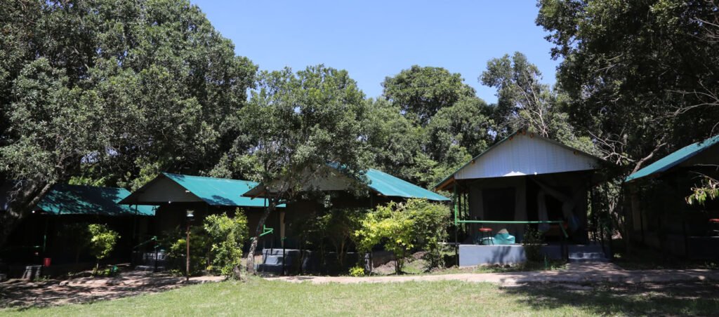 Maasai Mara lodges and camps 38 Miti Mingi Eco Camp tent exteriors with green roofs beneath mature trees