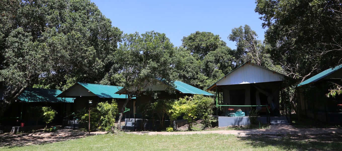 Miti Mingi Eco Camp tent exteriors with green roofs beneath mature trees