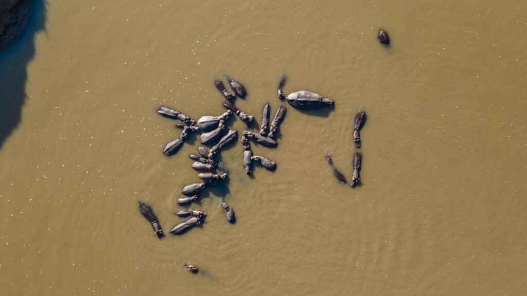 Hippos in the Mara River beside the Muthu Mara River Lodge landscape