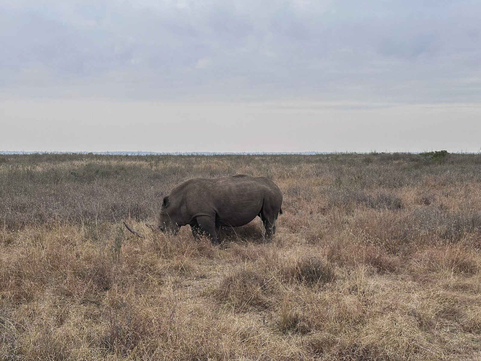 A rhino grazing in Nairobi National Park