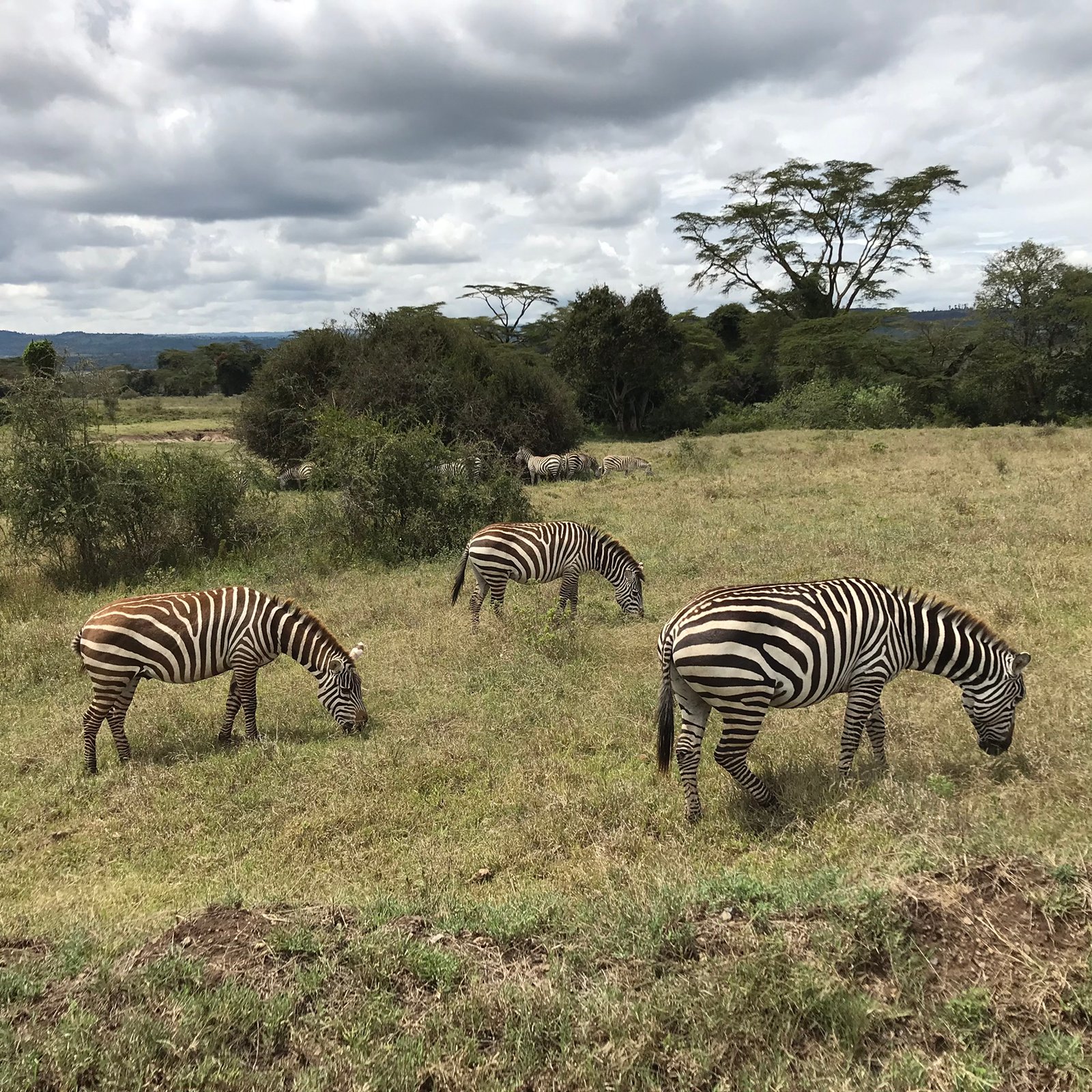 Zebras grazing in Lake Nakuru National Park