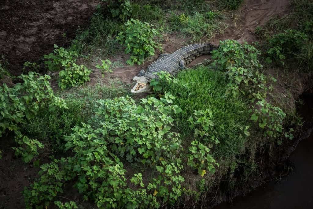 A Nile crocodile resting open-mouthed on a green riverbank, seen from above