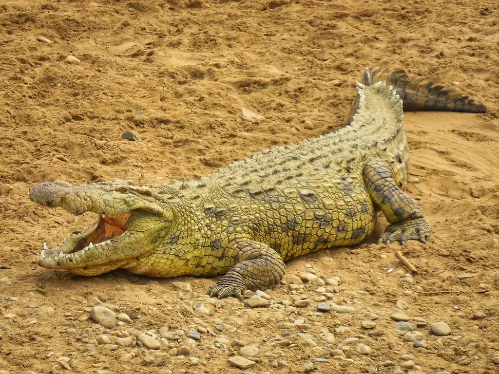 A Nile crocodile lying open-mouthed on a sandbank in the Maasai Mara