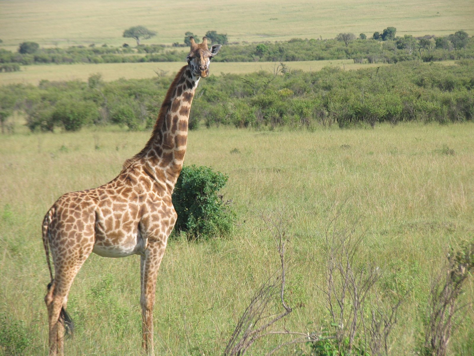 Regional context for Nyumbu Camp profile: an adult giraffe on Maasai Mara grassland; not the camp