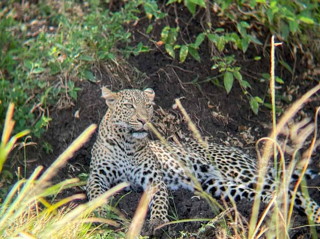 A leopard resting among branches and foliage