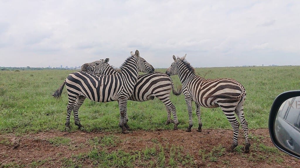 Zebras standing on open grassland during a safari outing