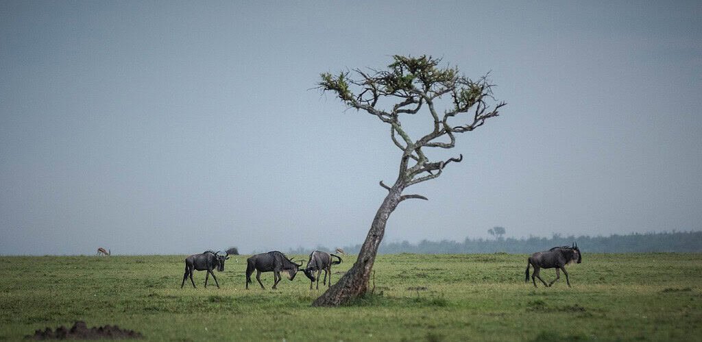 Maasai Mara frequently asked questions 3 Wildebeest grazing and sparring beside a lone leaning tree on green plains under an overcast sky