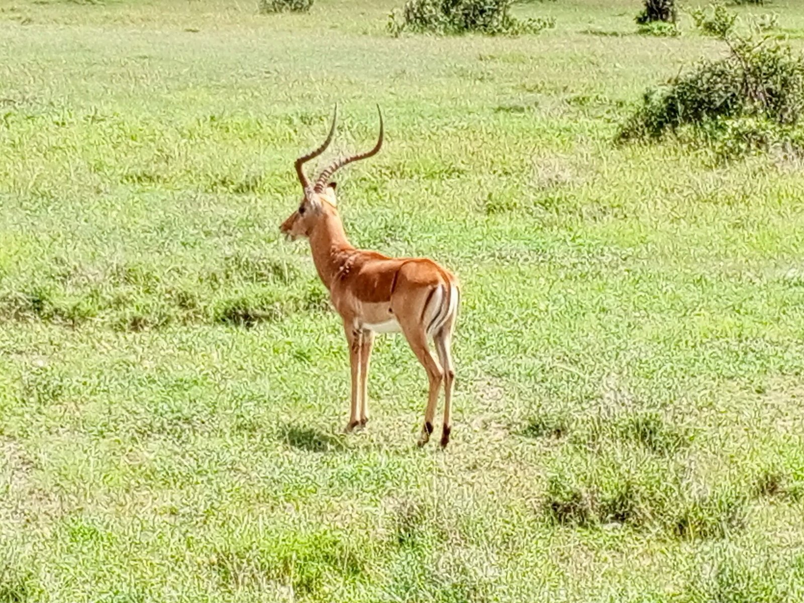 Ol Pejeta, Nakuru & Mara Safari 4 An antelope in Ol Pejeta Conservancy