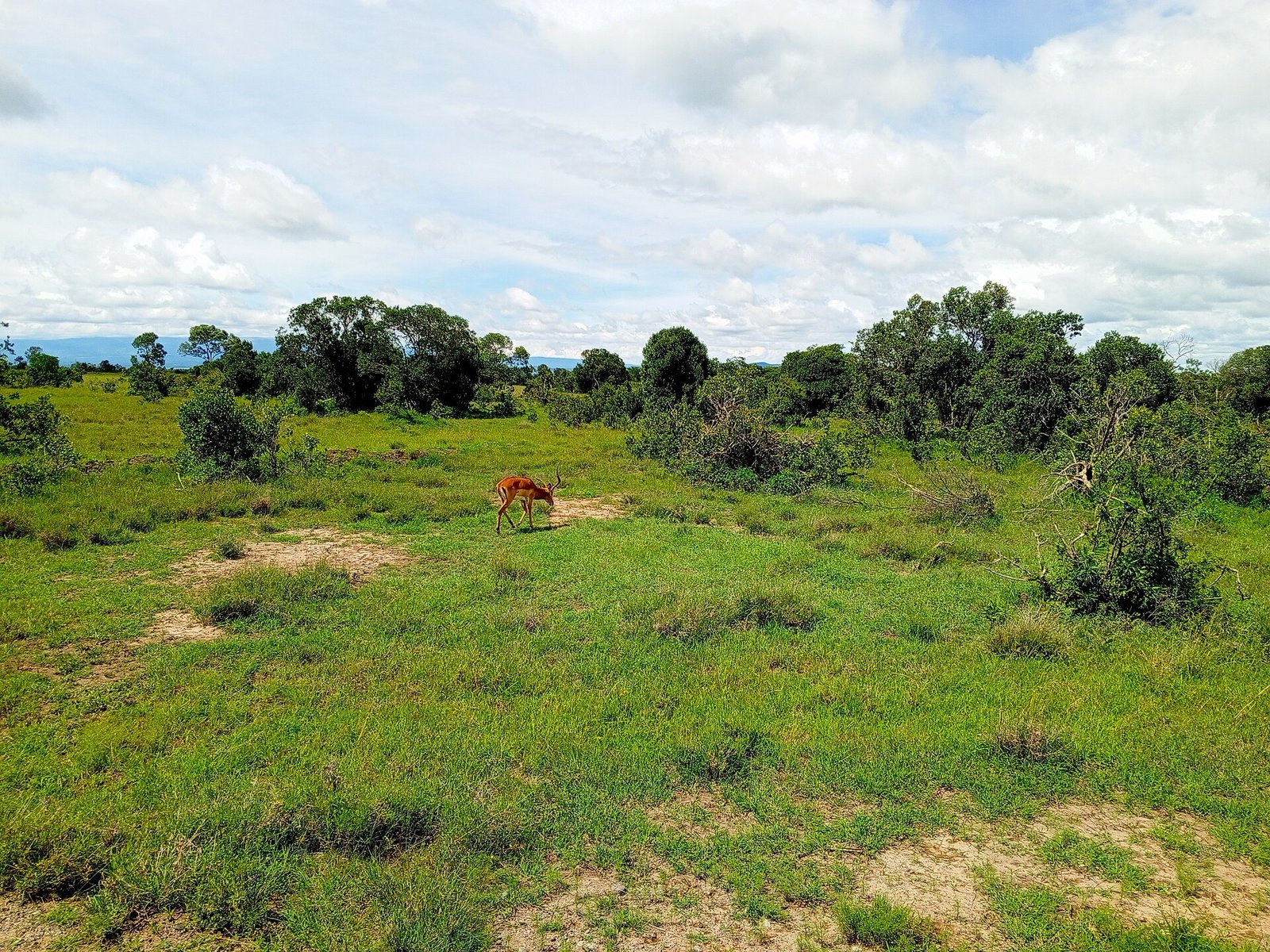 The landscape and grazing wildlife of Ol Pejeta Conservancy