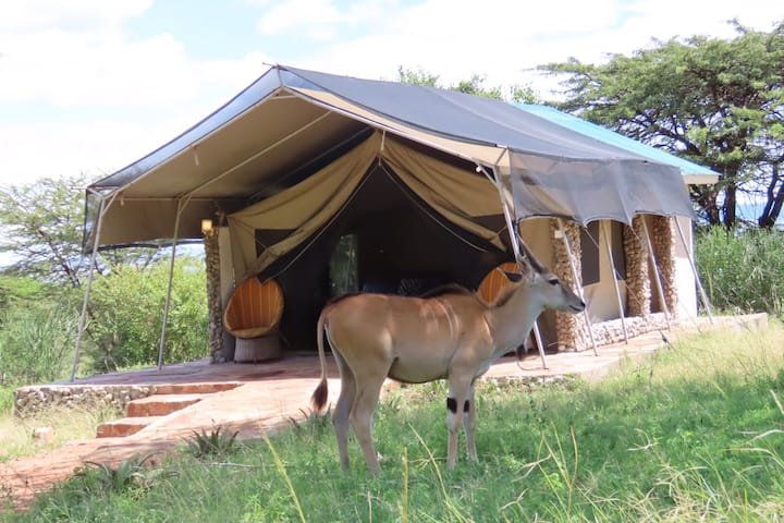Oseki Mara Camp safari tent with an antelope in front of its veranda, an individual wildlife scene
