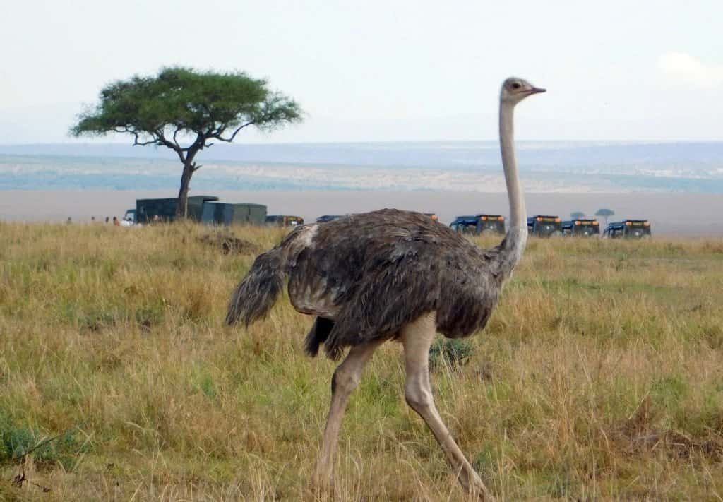 An ostrich walking through grass with a line of safari vehicles gathered at a sighting behind