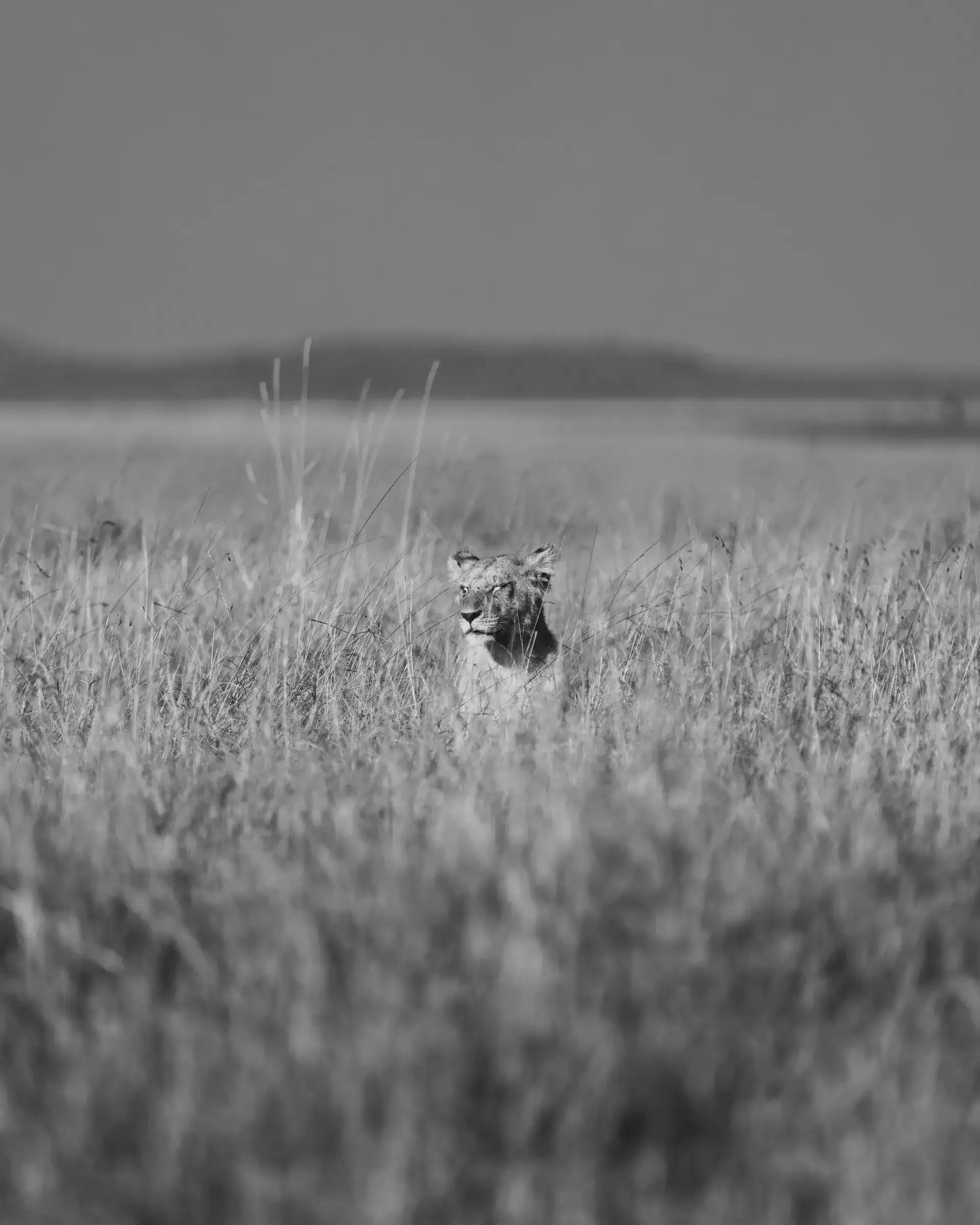 photography safari: A lioness partly hidden in long grass in a black-and-white photograph