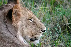 Mara Journal 5 Young male lion in profile against green grass, a Maasai Mara photography subject