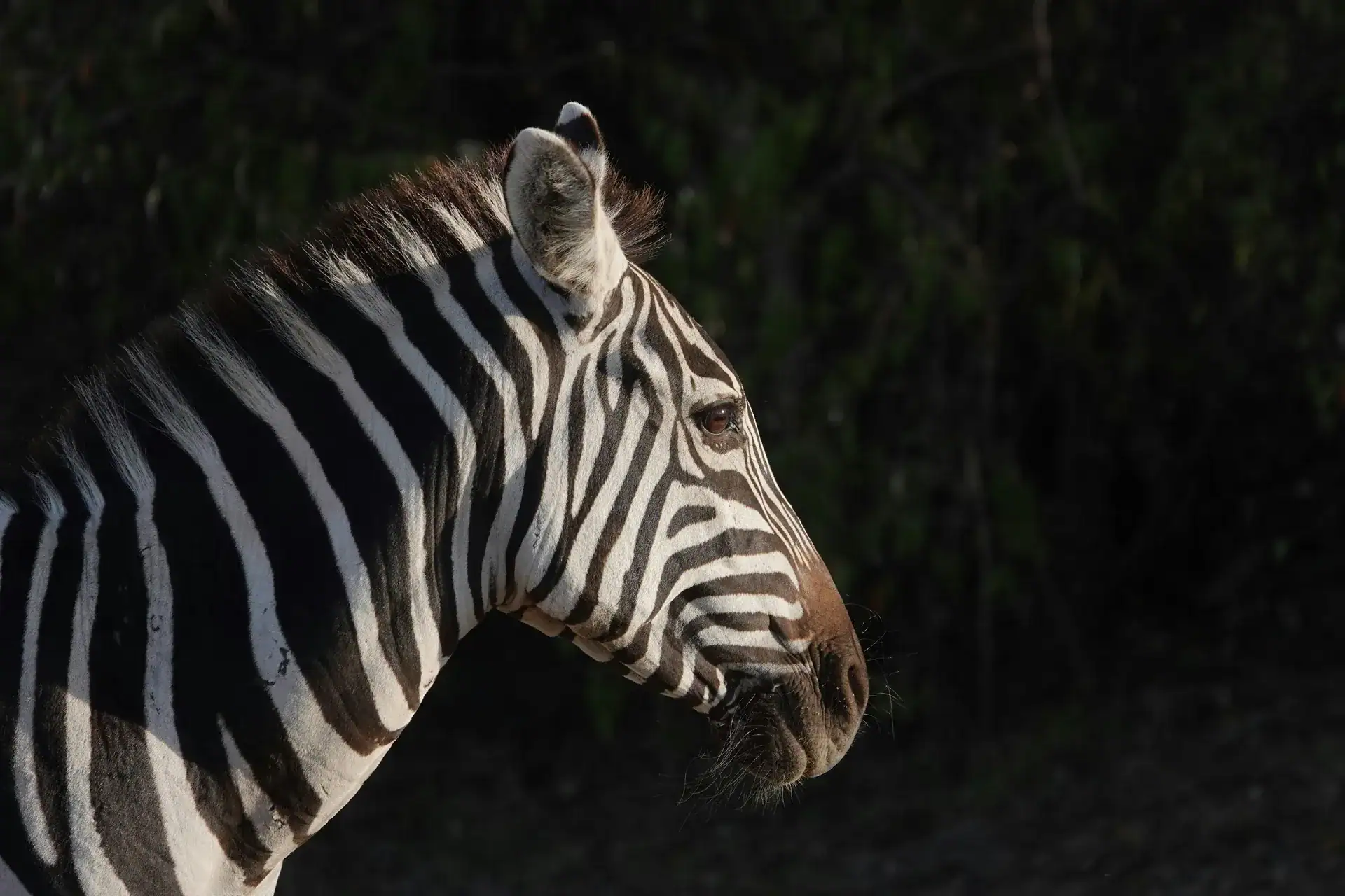 Maasai Mara photography 1 Zebra head and neck lit from the side against a dark background, a Maasai Mara photography subject