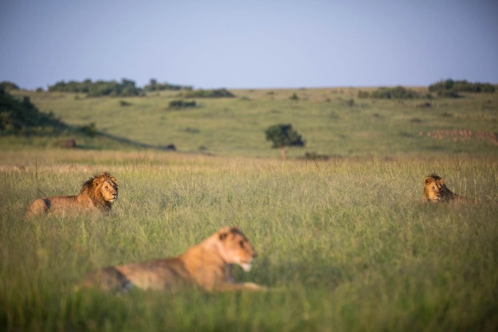 Maasai mara family safari guide: lions resting together in savannah grass