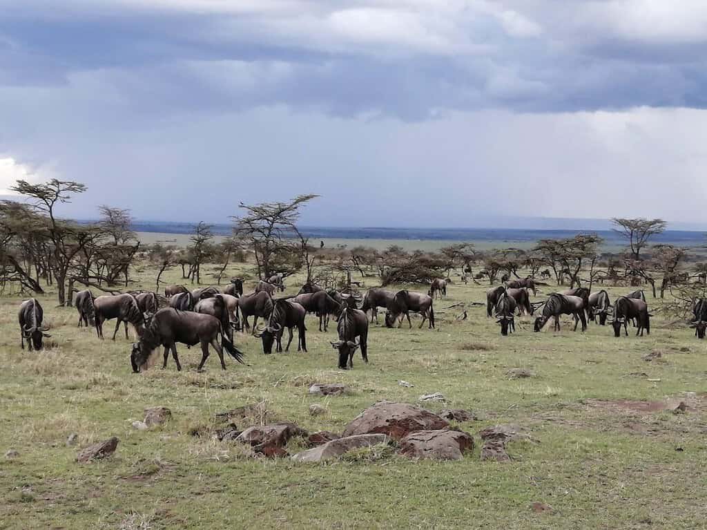 Wildebeest grazing in the wider Porini Lion Camp safari landscape