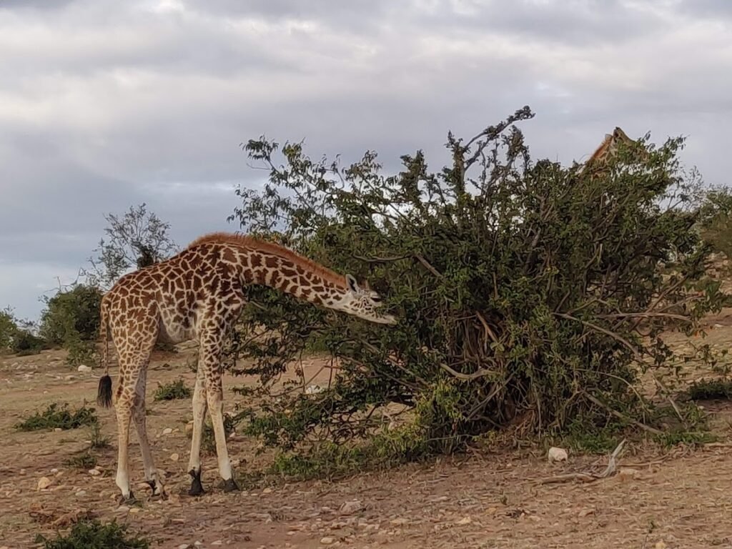 Giraffes browsing in the Greater Maasai Mara landscape