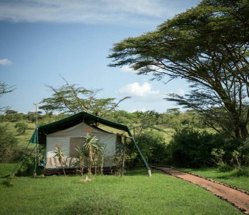 Maasai Mara lodges and camps 49 Porini Mara Camp furnished canvas tent beneath an acacia tree