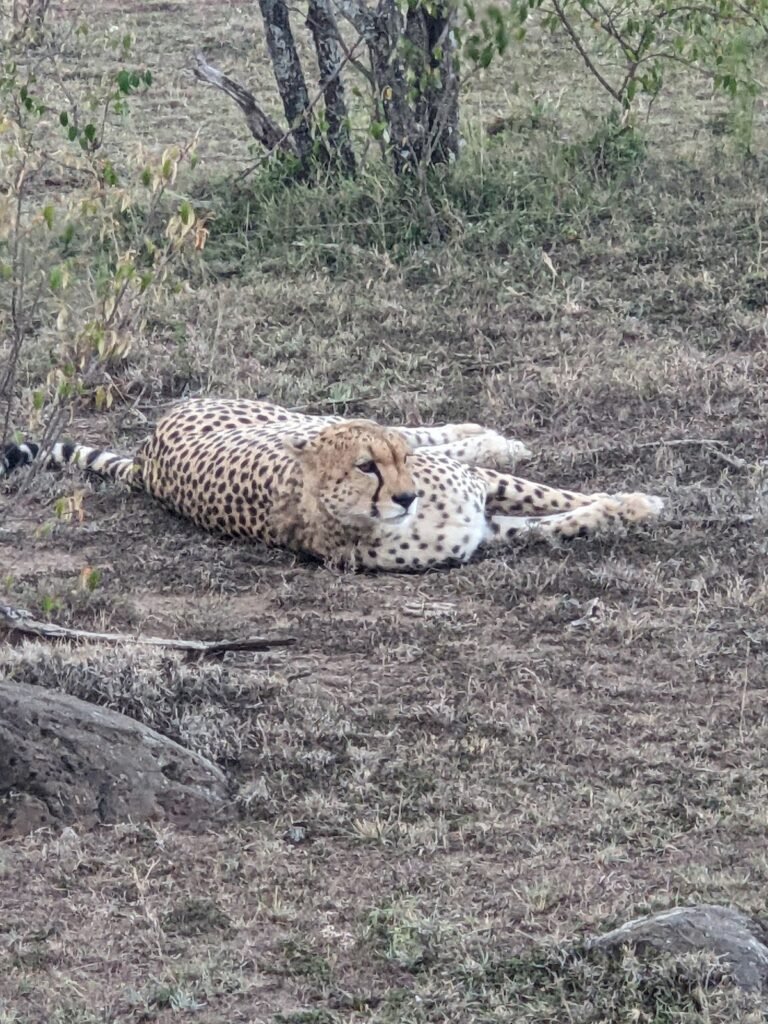 Cheetah resting in the Greater Maasai Mara bush