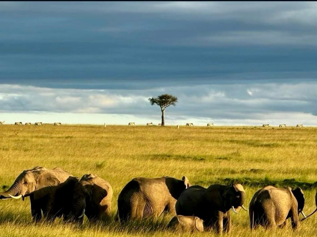 Elephants moving across a Maasai Mara plain