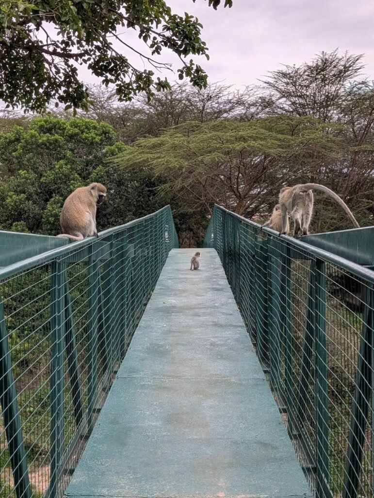 Baboons on a footbridge in the Greater Maasai Mara wildlife setting