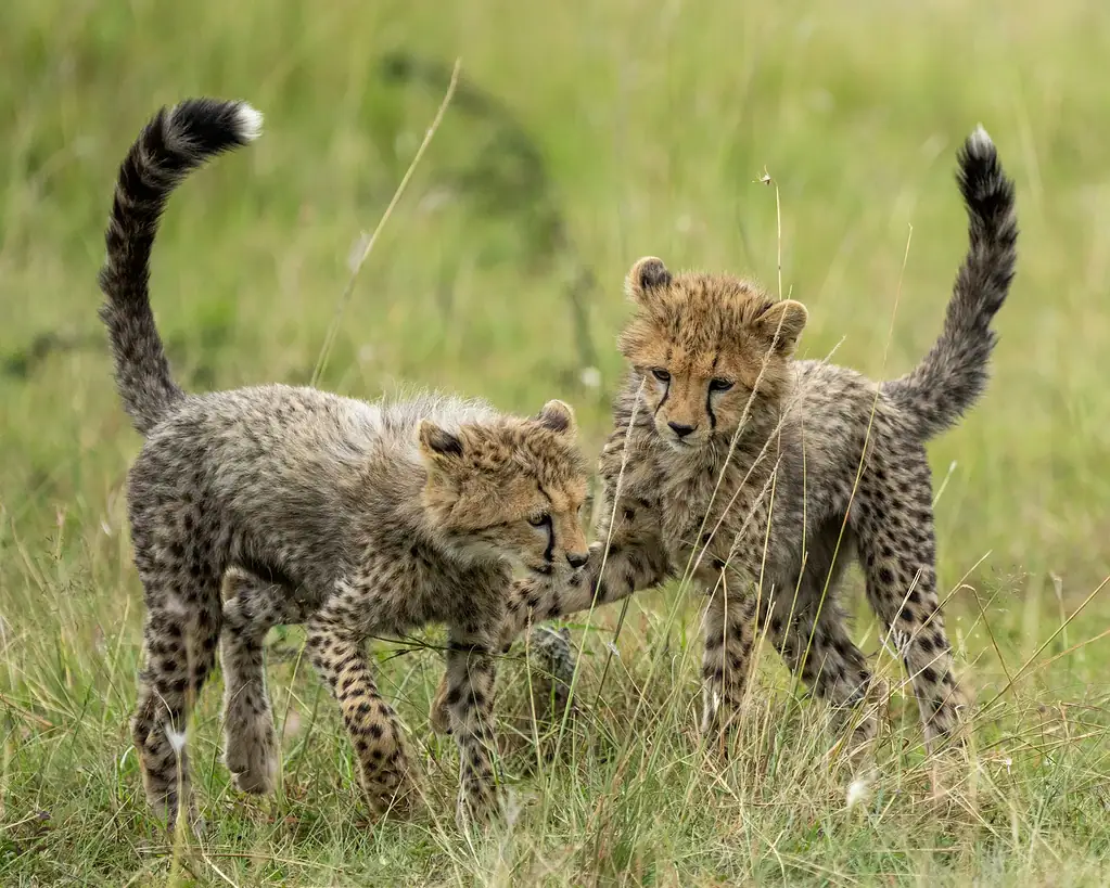 Two cheetah cubs playing together in green grass in the Maasai Mara